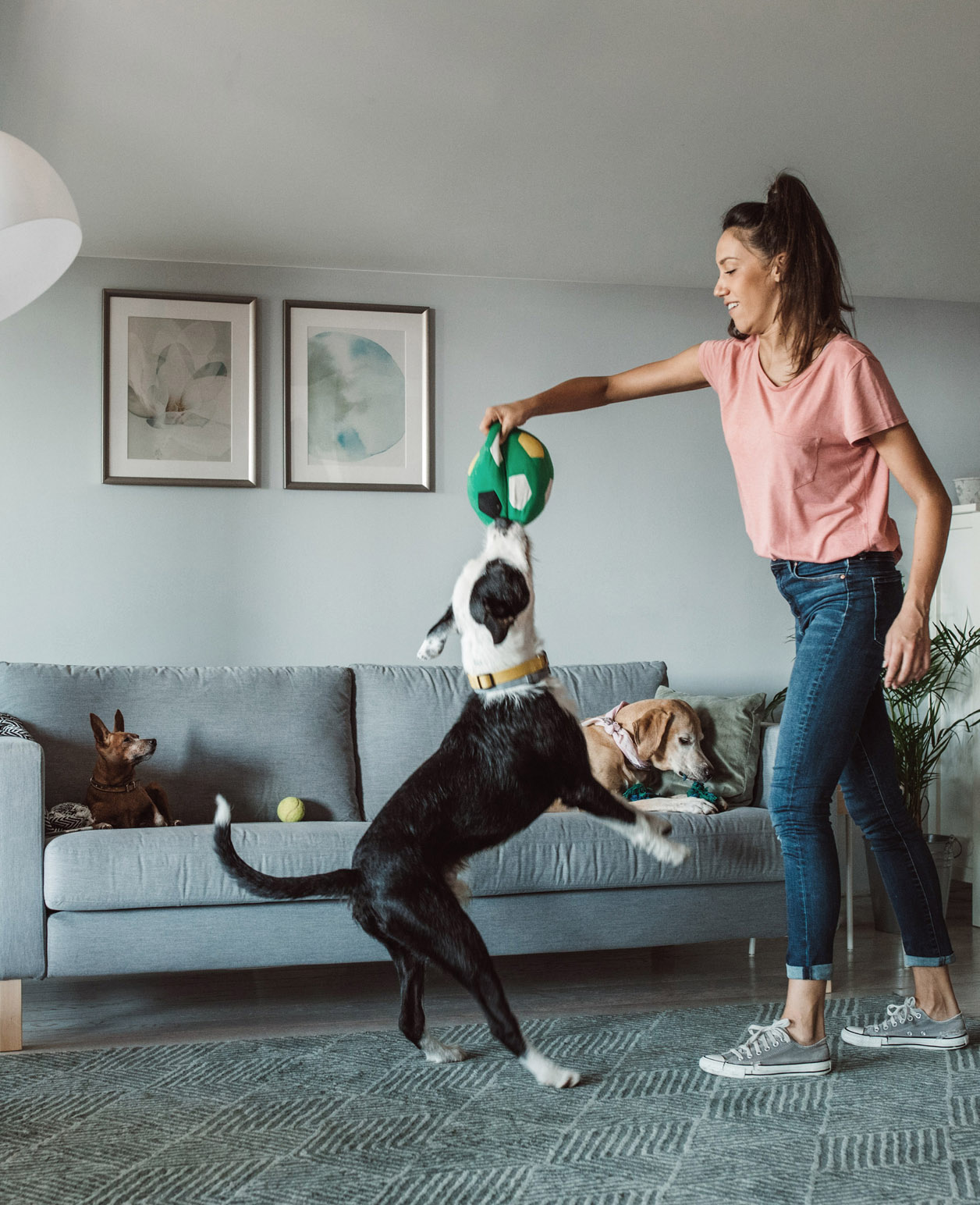 A person stands in a living room holding a green toy above a black and white dog that is jumping up to reach it. Another dog sits on the couch looking on, and various toys are scattered on the floor. The room has a modern decor with framed artwork on the wall, a gray sofa, and a neutral color palette.